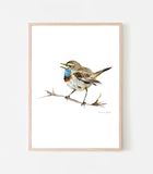 A4 Michelle Dujardin A4 print van een blauwborstje