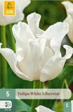Jub Tulipa white liberstar 5st
