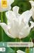 Jub Tulipa white liberstar 5st