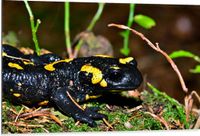 Merkloos / Sans marque Dibond - Close-up van Vuur Salamander - 105x70 cm - Foto op Aluminium