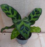 Warentuin natuurlijk - Calathea Makoyana Pauwenplant Klein