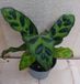Warentuin natuurlijk - Calathea Makoyana Pauwenplant Klein
