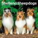 Shetland Browntrout Publishers Shetland Sheepdogs - Shetland Sheepdog - Sheltie 2027 - 16-Monatskalender