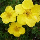 Arborix Potentilla Fruticosa 'Sommerflor' - Ganzerik|Vijfvingerkruid 25-30 cm in pot