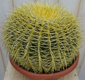 Warentuin natuurlijk Warentuin Cactus schoonmoedersstoel groot 20cm dia. kamerplant Echinocactus