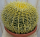 Warentuin natuurlijk Warentuin Cactus schoonmoedersstoel groot 20cm dia. kamerplant Echinocactus