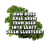 How Kale How Does Kale Grow from Seed into Leafy Green Clusters?