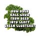 How Kale How Does Kale Grow from Seed into Leafy Green Clusters?