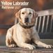 Avonside Labrador Retriever Blond Calendrier 2027
