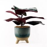 Leaf Design UK Kunstplant met pot, realistisch, groot