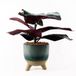 Leaf Design UK Kunstplant met pot, realistisch, groot