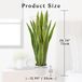 Ibenzoa® Sansevieria artificiel de 73 cm