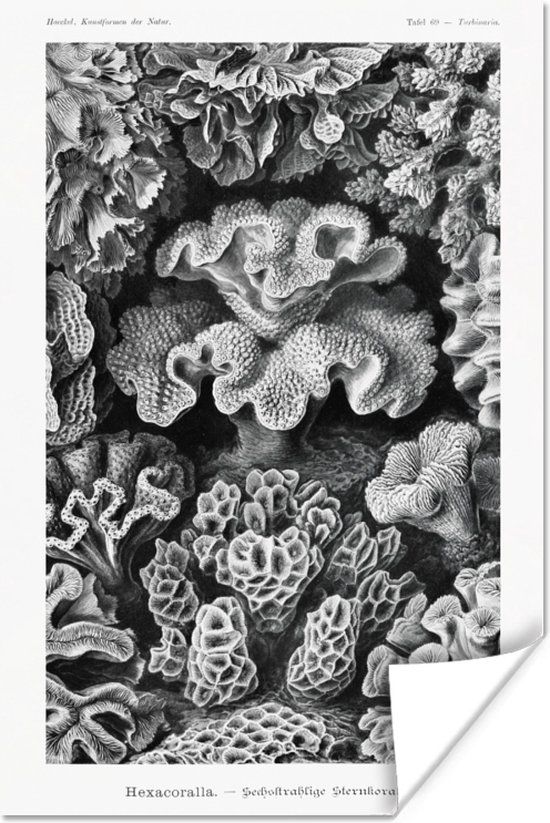 PosterMonkey Poster Ernst Haeckel - 40x60 cm - Zwart wit - Met lijst