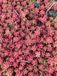 GRDplanten Groendecor Tuinarchitectuur 6x Sedum album 'Coral Carpet'