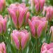 Green boutiQ - 96x Tulipa Striped Crown - Gestreepte Kroon Tulp - Diversen - Voorjaarsbloeier - Bolmaat 11/12