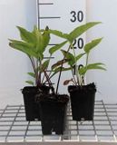 GRDplanten Groendecor Tuinarchitectuur 6x Zonnehoed - Echinacea purp. Leuchtstern | pot 9 x 9 cm