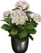 Mica Decorations Kunstplant Hortensia 45 cm - Paars/Groen - In Pot Titanium Grijs Glans