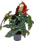 Bloomique Begonia Maculata - Stippenbegonia - Kamerplant - 30 cm Hoog