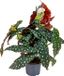 Bloomique Begonia Maculata - Stippenbegonia - Kamerplant - 30 cm Hoog