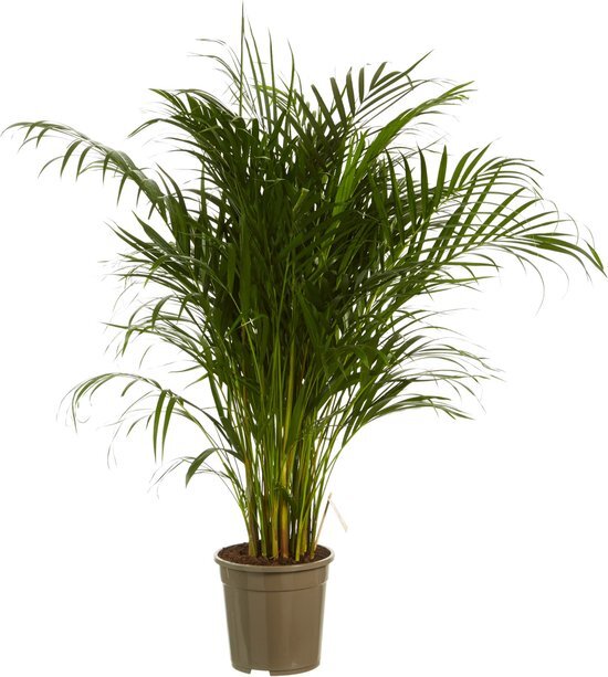 Goudpalm ↨ 110cm - hoge kwaliteit planten