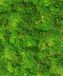 Noordwand Textura Behang mosmuur - 1545733
