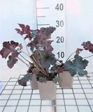 GRDplanten Purperklokje 6x Heuchera hybr. 'Sugar Plum' | 9x9 cm pot