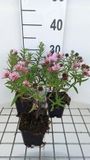 GRDplanten Aster 6x Aster - Aster n.a. 'Harrington's Pink' | 9x9 cm pot
