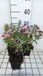 GRDplanten Aster 6x Aster - Aster n.a. 'Harrington's Pink' | 9x9 cm pot