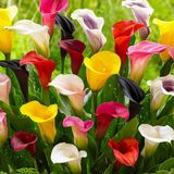Merkloos / Sans marque Dutch Bulbs B.V. Calla Lelie - Zantedeschia - 5 Kleuren Mix - Bloembollen - 10 stuks - Meerkleurig