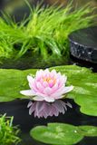 Bloomique Nymphaea Wilfron Gonnere Waterlelie Roze Vijverplant Winterhard 10-20 cm Pot 11 cm