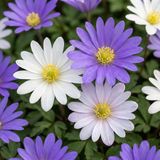 Green boutiQ 200x Anemone Blanda mix - Griekse anemoon mix - Diversen - Verwilderingsbol - Bolmaat 4/5