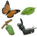 Jouets Montessori cycle de vie du papillon figurines - 4 pièces - chenille à papillon monarque