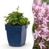 Green boutiQ Campanula posch. Lisduggan Variety - Perzikbladklokje - Bodembedekkend - Wit - 3 Planten - Pot 11cm - Hoogte 15-25cm