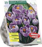 Baltus Crocus Grootbloemig, Gestreept per 25