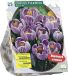 Baltus Crocus Grootbloemig, Gestreept per 25