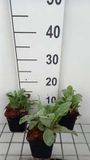 GRDplanten Groendecor Tuinarchitectuur 6x Koekoeksbloem - Lychnis coronaria | 9x9 cm pot