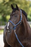 Kerbl Covalliero Hippo Hoofdband Paard - Blauw/Marine - Maat 2 (Cob)