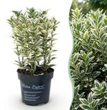 Green boutiQ - 24x Ilex crenata Covenxa - Japanse Hulst - Haagplanten - Groenblijvend - Groen - Pot 9cm - Hoogte 20-30cm