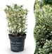 Green boutiQ - 24x Ilex crenata Covenxa - Japanse Hulst - Haagplanten - Groenblijvend - Groen - Pot 9cm - Hoogte 20-30cm