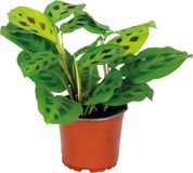 Bloomique Maranta Kerchoveana Gebedsplant Hangplant Kamerplant Luchtzuiverend Diervriendelijk Hoogte 10-20 cm Pot 12 cm