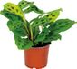 Bloomique Maranta Kerchoveana Gebedsplant Hangplant Kamerplant Luchtzuiverend Diervriendelijk Hoogte 10-20 cm Pot 12 cm