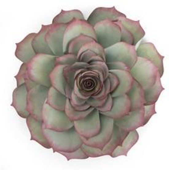 Sizzix Bigz Mal Succulent 662552 Sophie Guilar