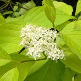 Arborix Cornus Alba - Kornoelje;Witte Kornoelje 60-80 cm pot