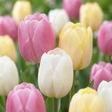 Green boutiQ - 12x Tulipa Sorbet mix - Tulp Sorbet mix - Diversen - Voorjaarsbloeier - Bolmaat 11/12