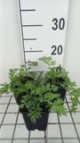 GRDplanten Groendecor Tuinarchitectuur 6x Margriet - Tanacetum (c) 'Robinson's Rose' | 9x9 cm pot