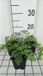 GRDplanten Groendecor Tuinarchitectuur 6x Margriet - Tanacetum (c) 'Robinson's Rose' | 9x9 cm pot