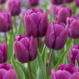 Green boutiQ - 15x Tulipa Triumph Purple - Triomftulp - Paars - Voorjaarsbloeier - Bolmaat 11/12