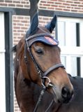 HKM Oornetje -HKM Exclusive Crown- bruin Pony