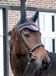 HKM Oornetje -HKM Exclusive Crown- bruin Pony