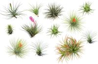 Plant in a Box Tillandsia Mix van 12 Luchtplantjes Kamerplanten Decoratief Hoogte 5-15cm